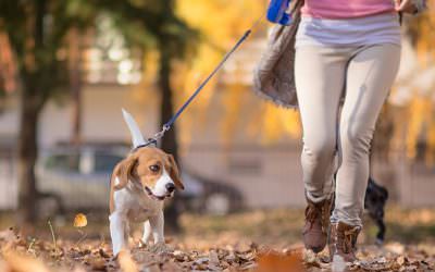Dog Owners More Likely to Meet Fitness Benchmarks