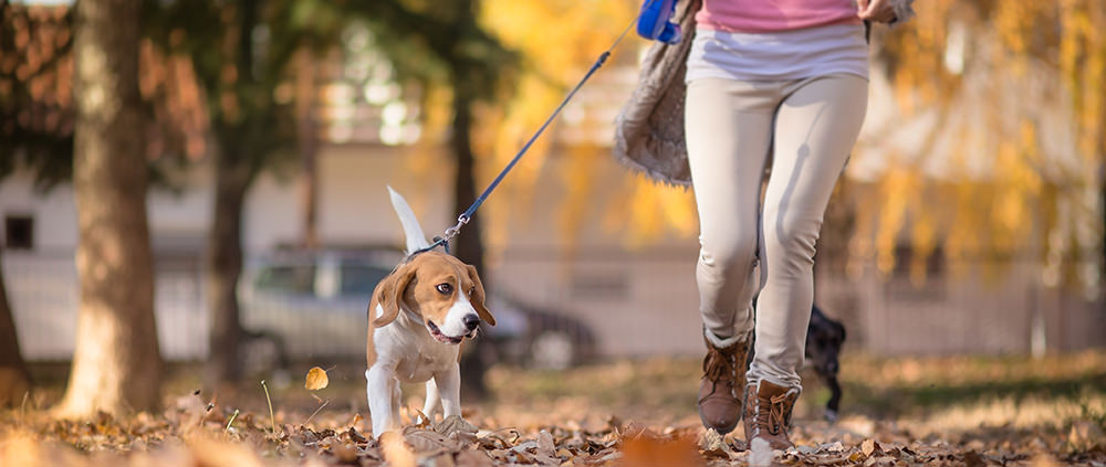 Dog Owners More Likely to Meet Fitness Benchmarks
